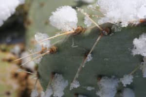 The Importance of Inspecting Your Phoenix Roof before Winter