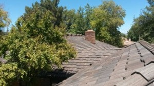 How To Avoid Roof Rats in Phoenix, Arizona